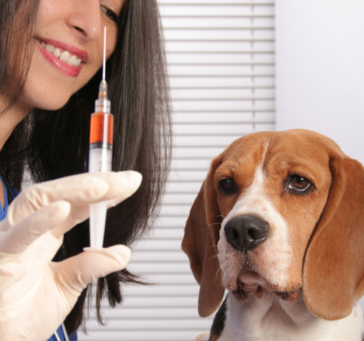 ветеринарная клиника вакцинация животных