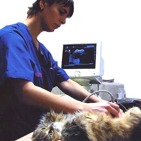 ветеринарная лечебница: ультразвуковое исследование УЗИ