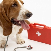 Заболевания суставов у собак и кошек Бонхарен